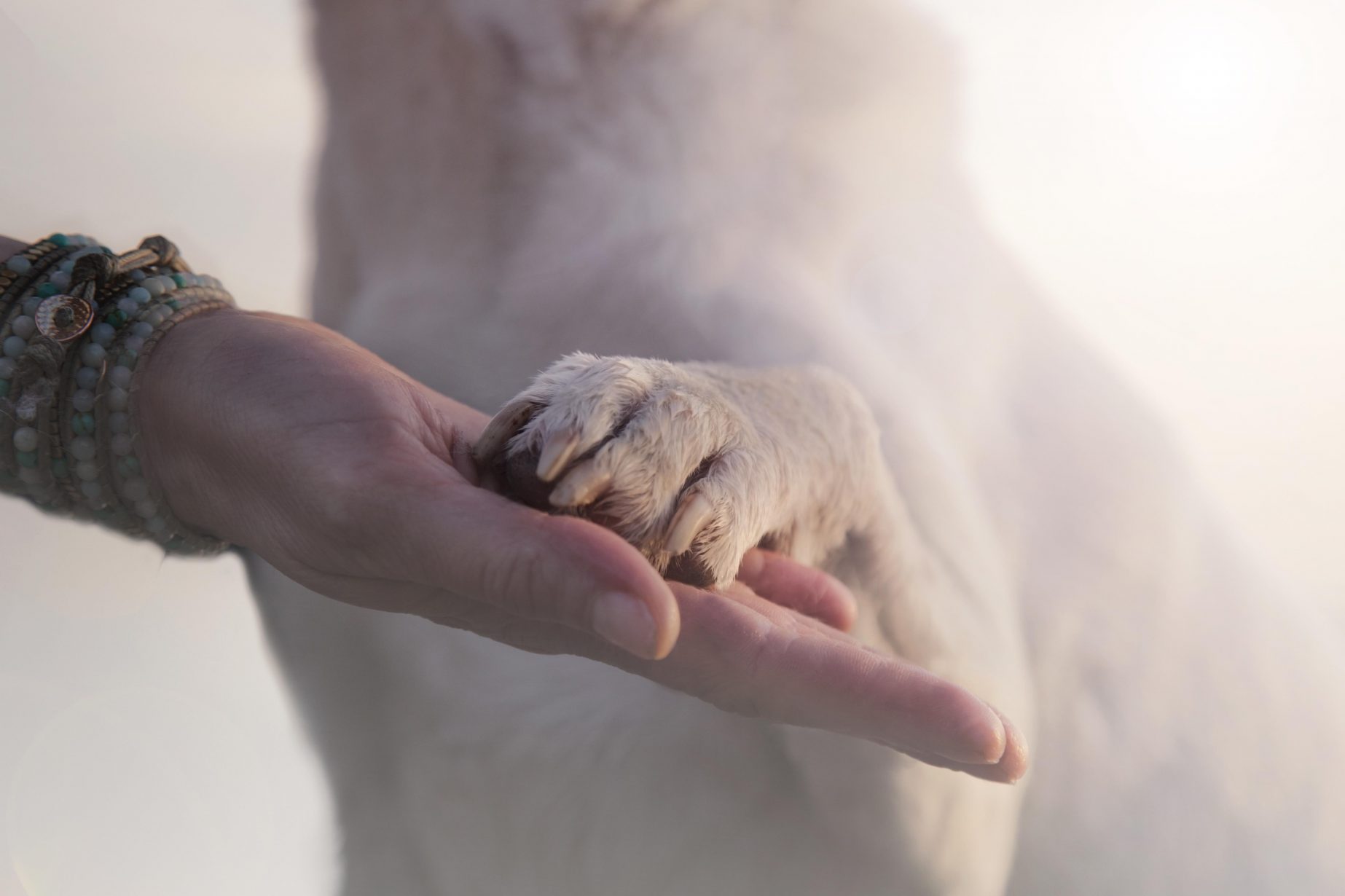 Dog hand. Человек держит лапу собаки. Защита животных Эстетика. Ава собачья лапа и рука человека. Лапа животного и рука человека Эстетика.