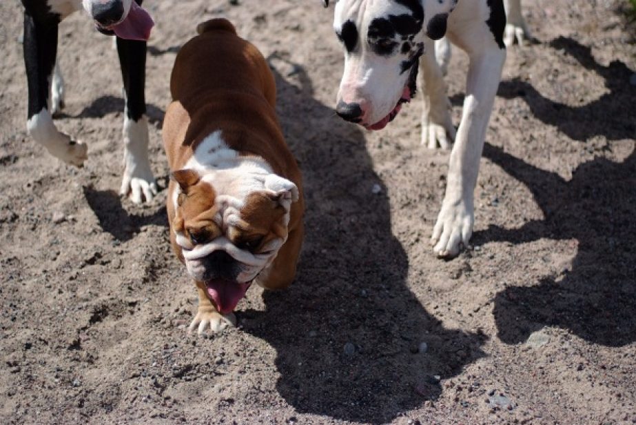 Zum Thema Hundeernährung/Hundefutter Sie Ihren Hund mit