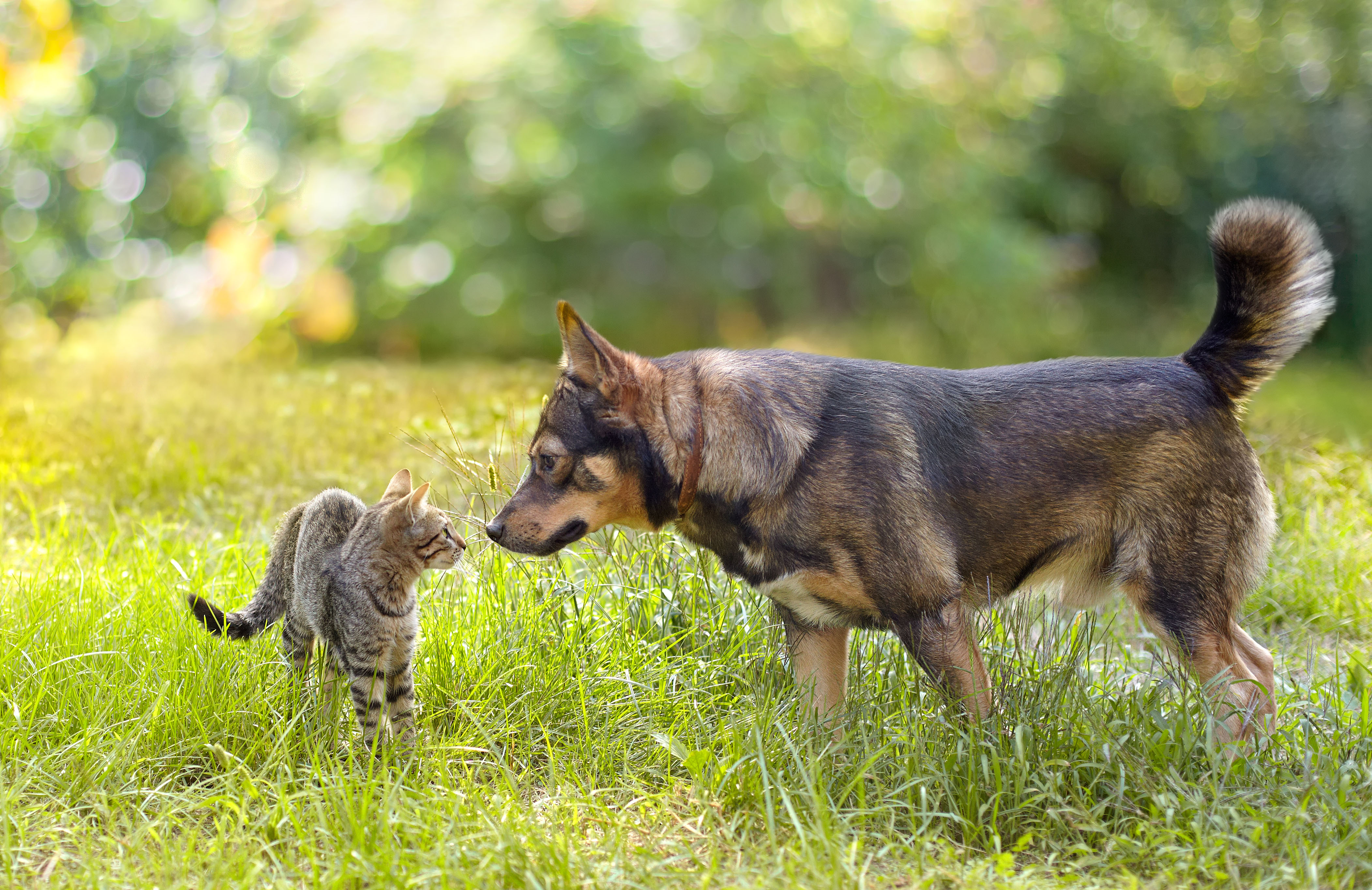 Choose dog. Собака и кошка на лужайке. Животные знакомятся. Собаки нюхают друг друга. Щенки обнюхивают друг.