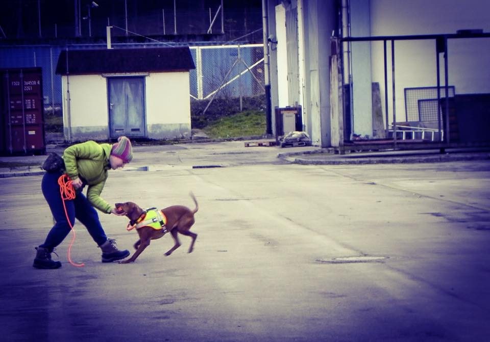 Blick über den Tellerrand: Bildungsurlaub mit Hund - Mush