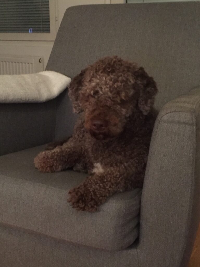 Lagotto romagnolo