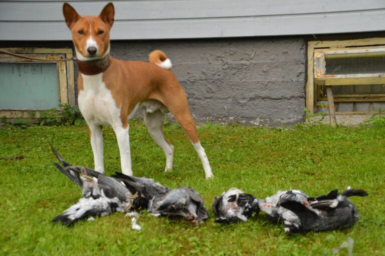 Basenji