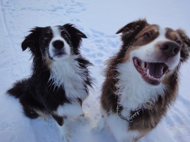 Australian Shepherd