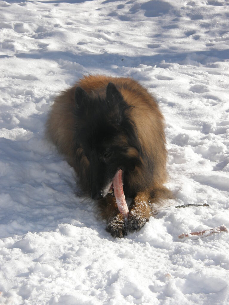 Belgian Shepherd Dog (Tervuren) Saura