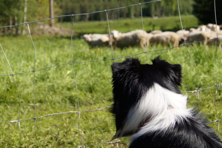 Australian Shepherd Katja