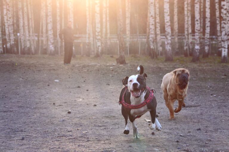 Shar pei Ansku