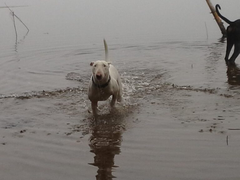 Bullterrieri Tanja