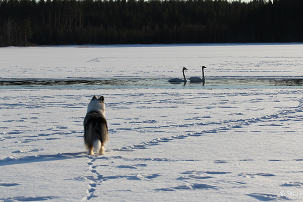 Pitkäkarvainen collie SatuH