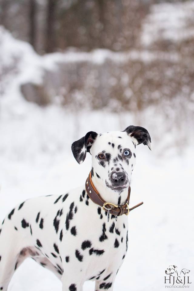 Dalmatiankoira Heidi