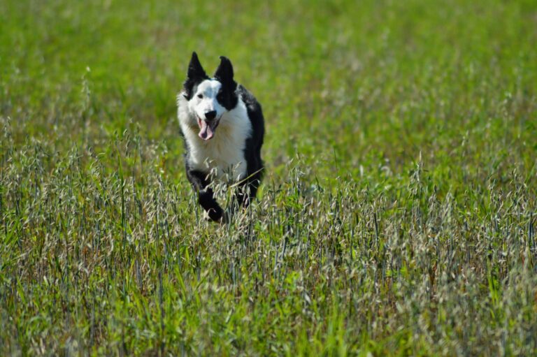 Bordercollie Ida Tallqvist