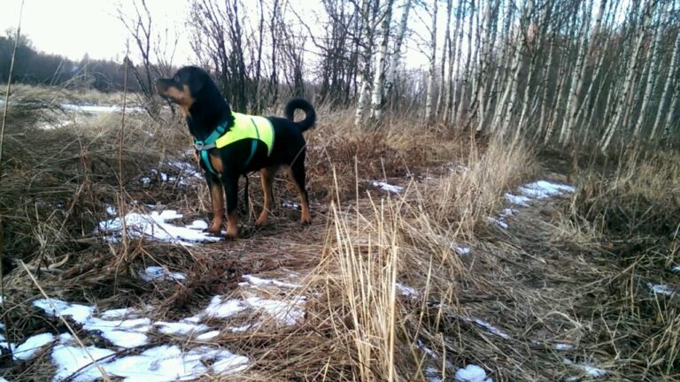 Rottweiler Lattiakaakeli