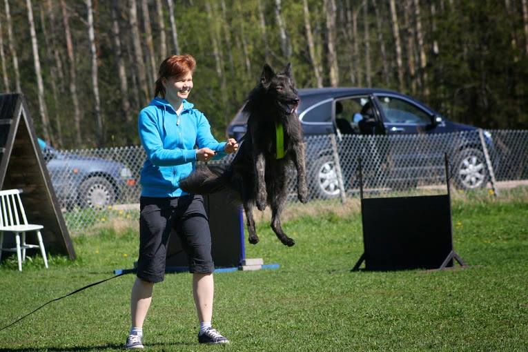 Pitkäkarvainen hollanninpaimenkoira