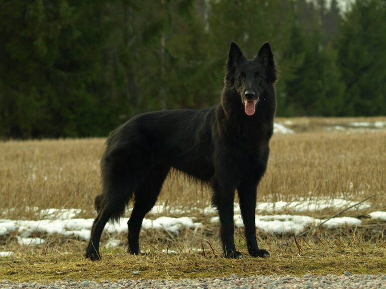 Belgianpaimenkoira groenendael