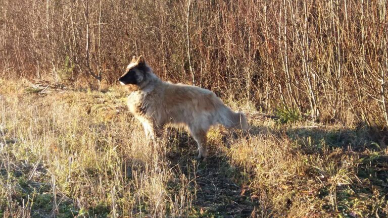 Belgian Shepherd Dog (Tervuren) Koiruli