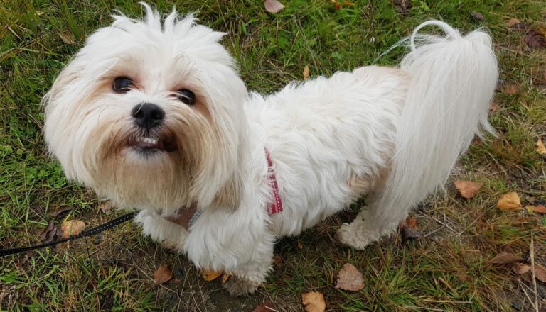 Lhasa apso Robin