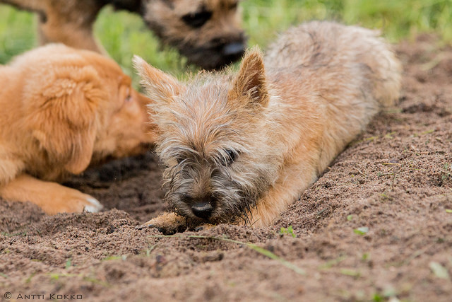 Cairn Terrier