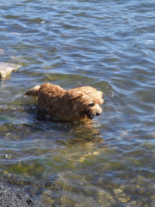 Norfolkinterrieri Serafiina