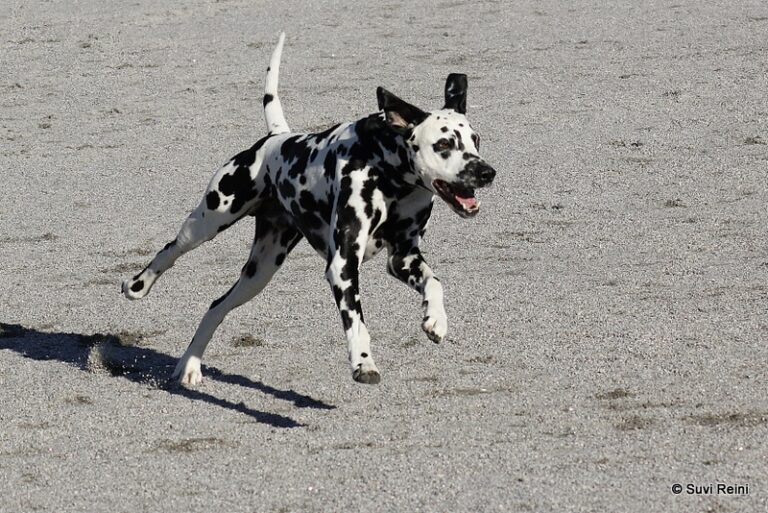 Dalmatiankoira limppu