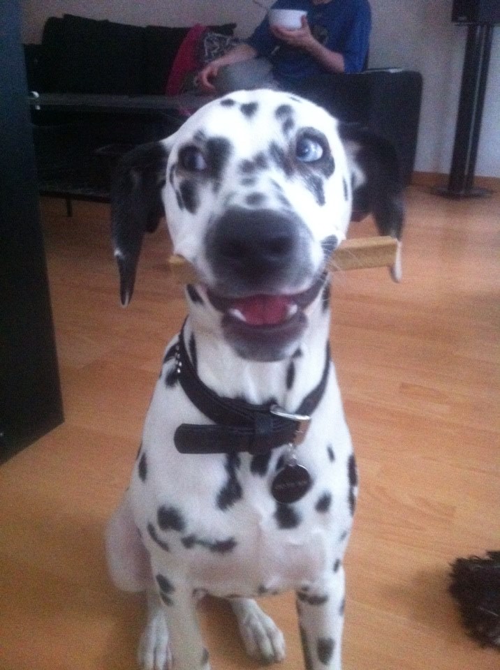 Dalmatiankoira Heidi Kainulainen