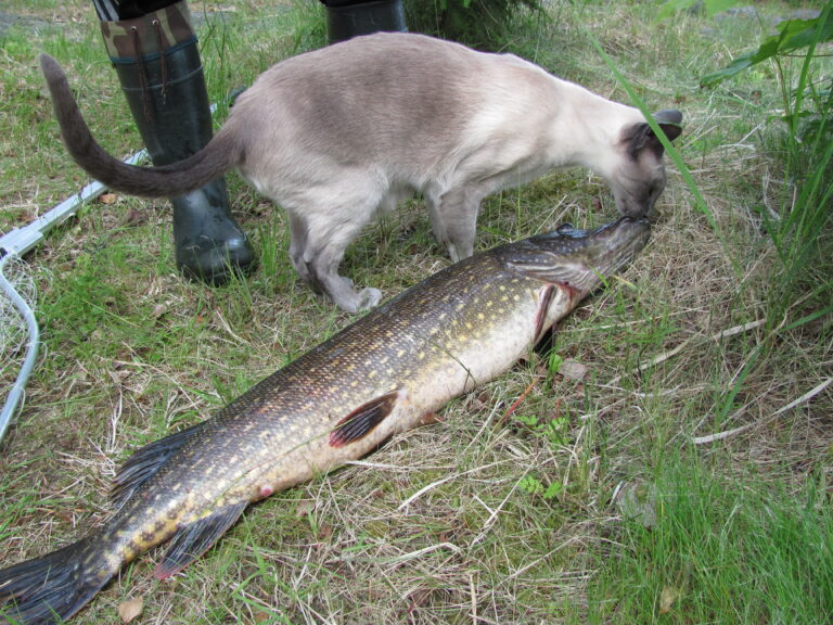 Siamese Ei enää ripulointia