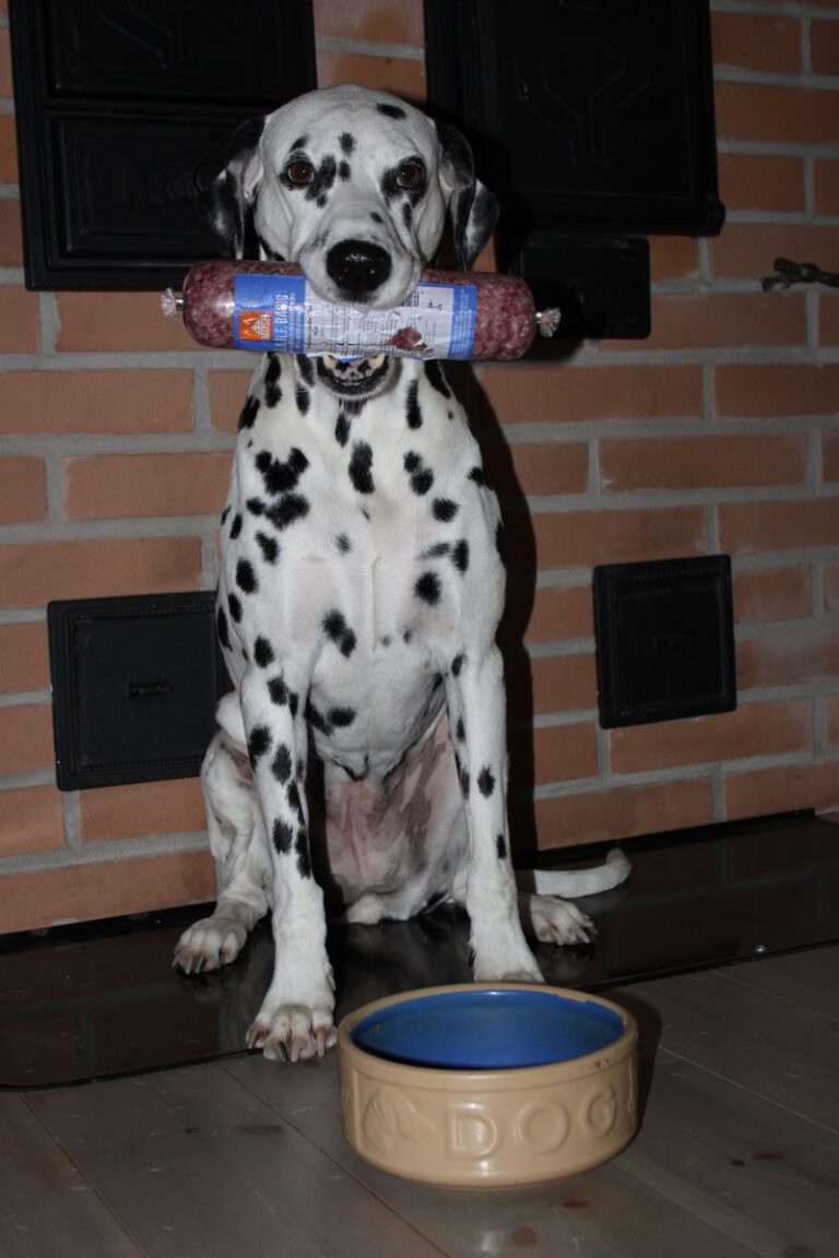 Dalmatiankoira