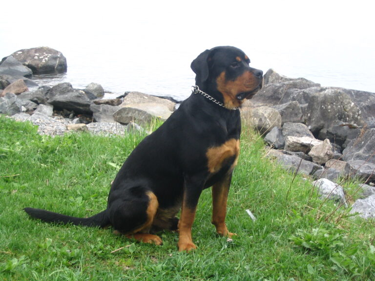 Rottweiler