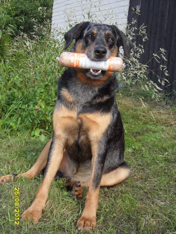 Beauceron