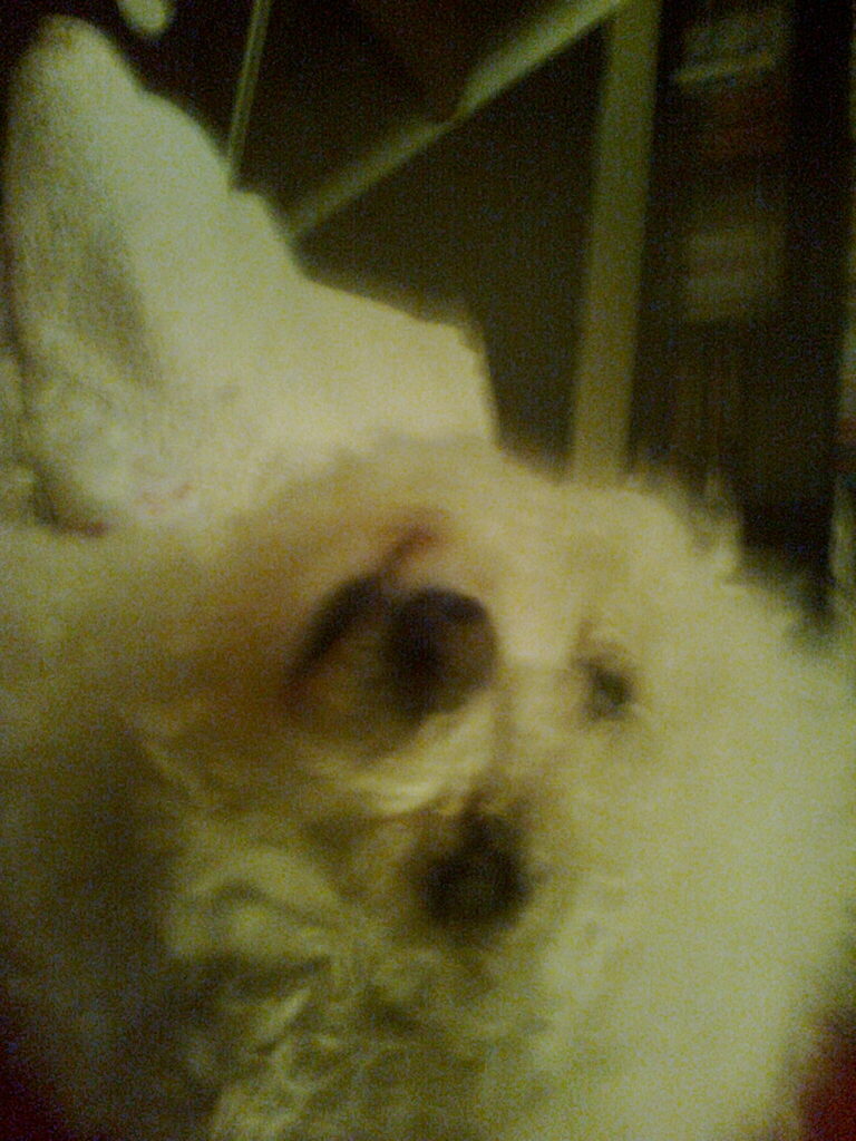 Bichon Frise