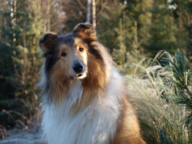 Pitkäkarvainen collie