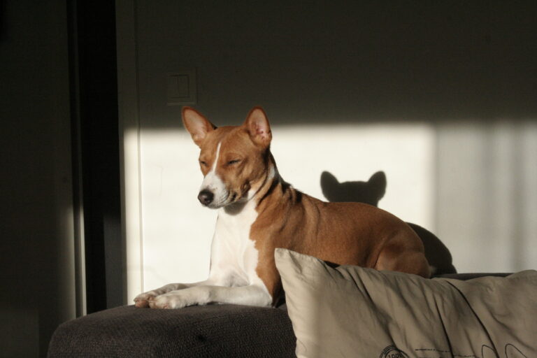 Basenji