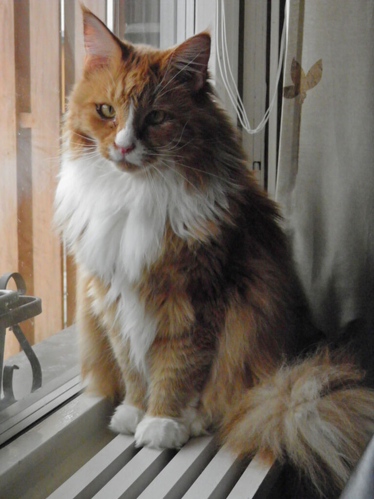 Maine coon