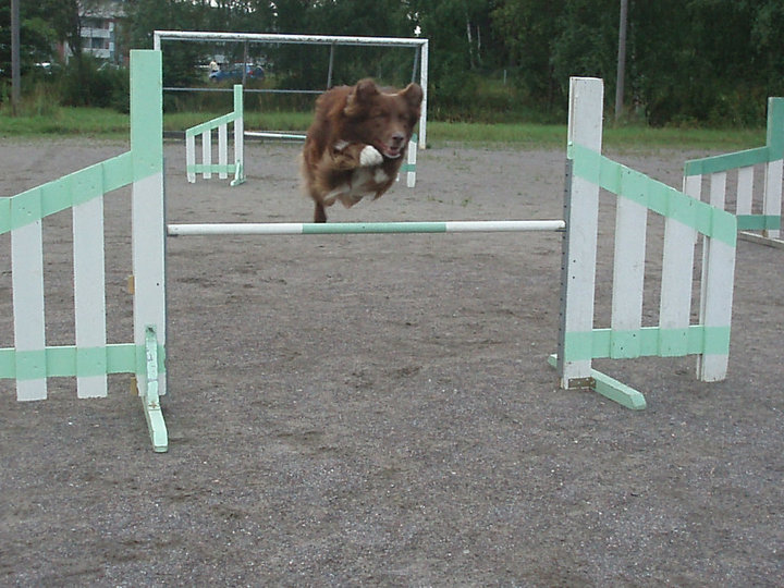 Australian Shepherd