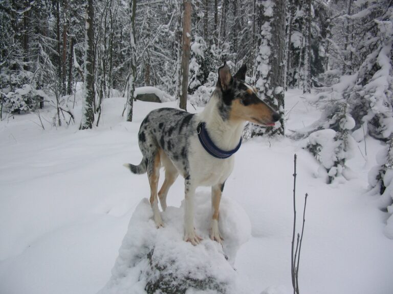 Lyhytkarvainen collie