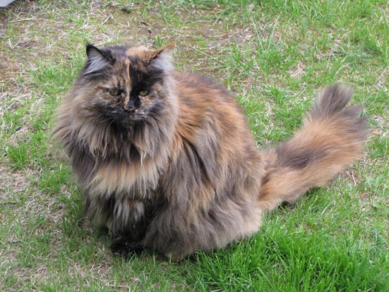 Maine coon