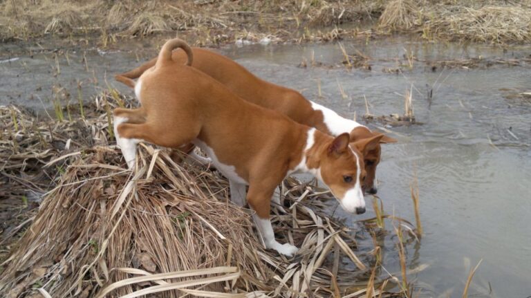 Basenji