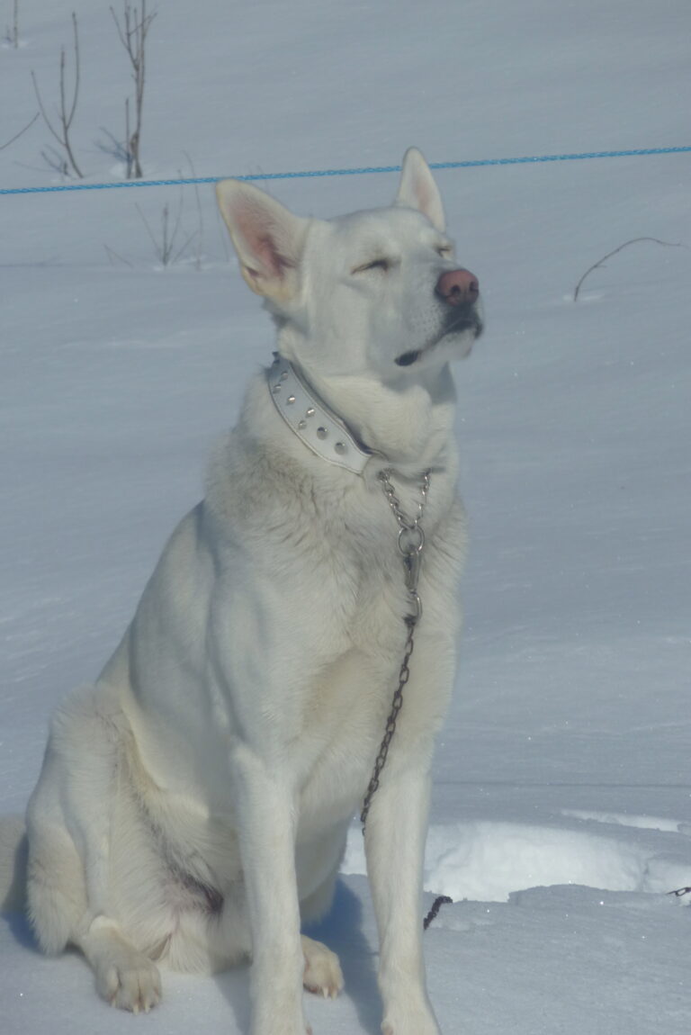 Valkoinen ruotsinhirvikoira