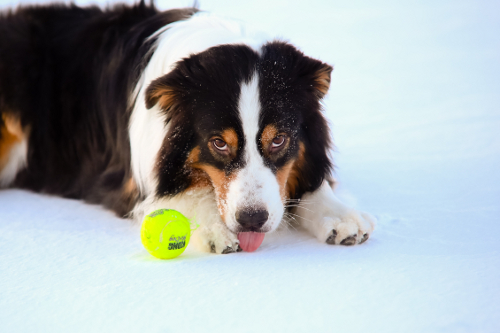 Australian Shepherd Jenny