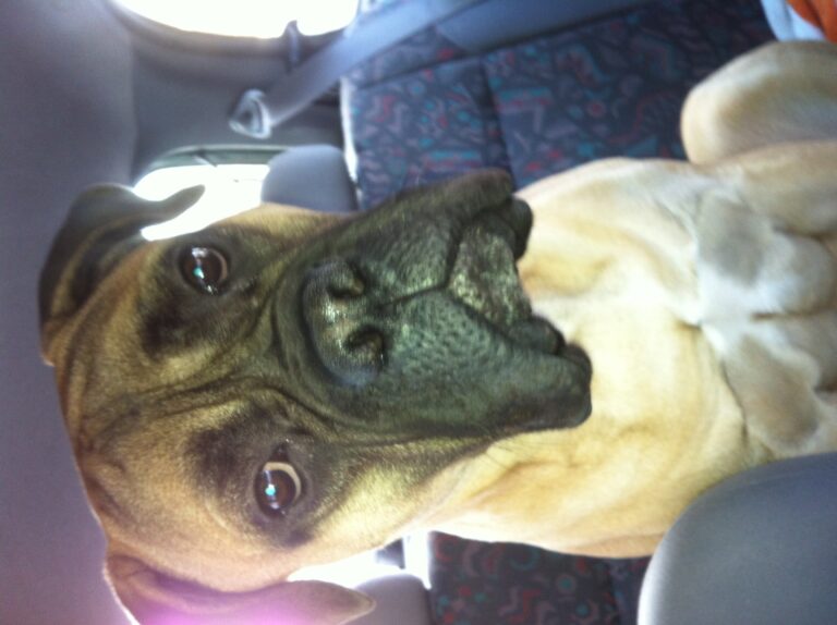 Bullmastiff