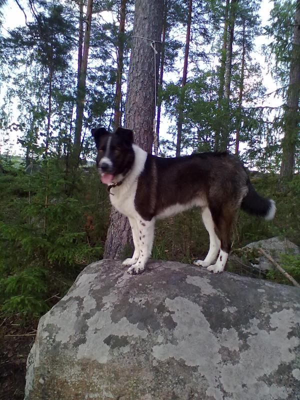 Bordercollie