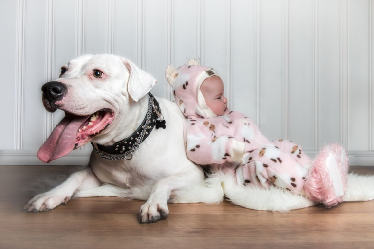 Dogo argentino