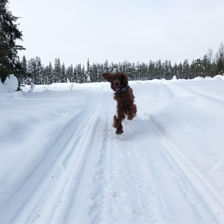 Punainen irlanninsetteri Manu