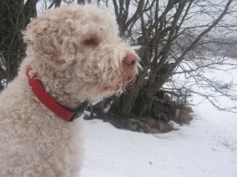 Lagotto romagnolo