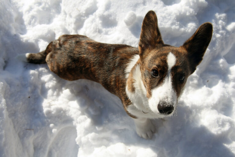 Welsh corgi cardigan