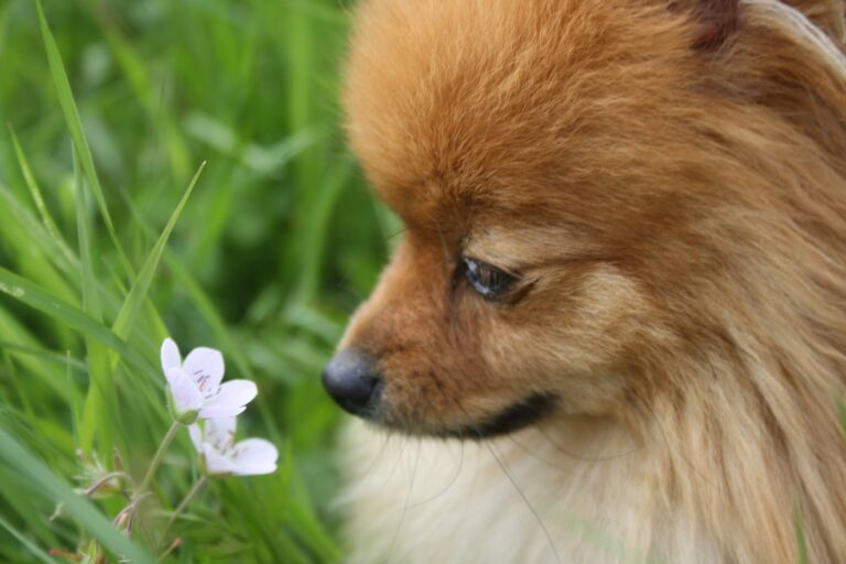 Pomeranian