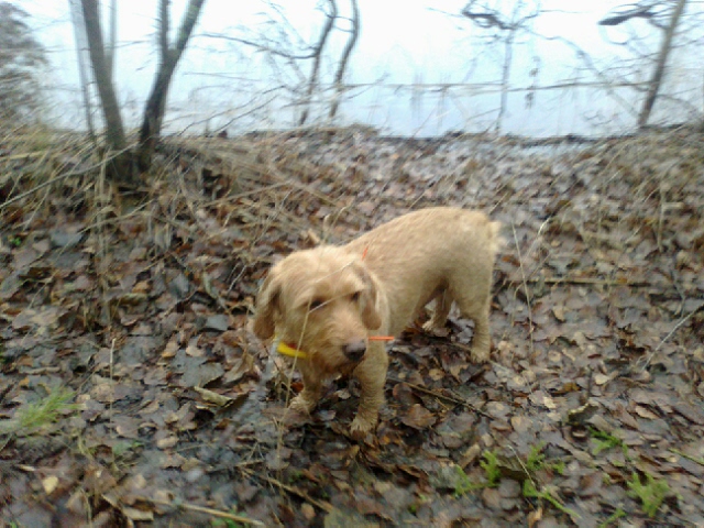 Basset fauve de bretagne Heidi