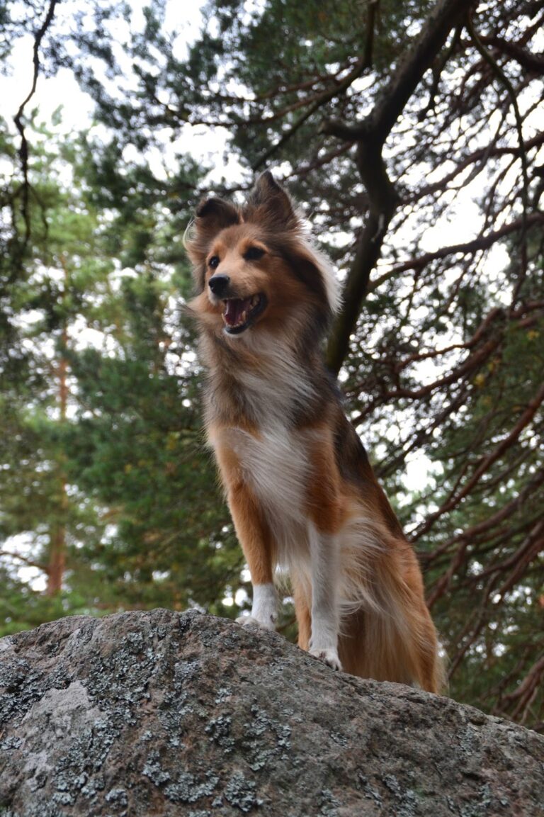 Shetlanninlammaskoira Nea