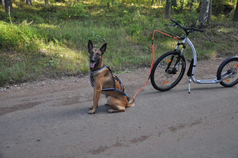 Belgianpaimenkoira malinois