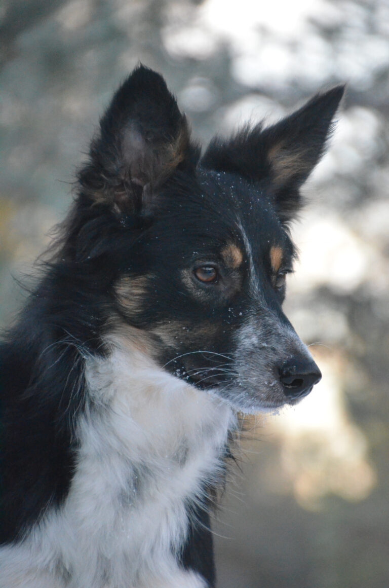 Bordercollie Riia