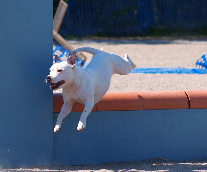 Staffordshire Bull Terrier