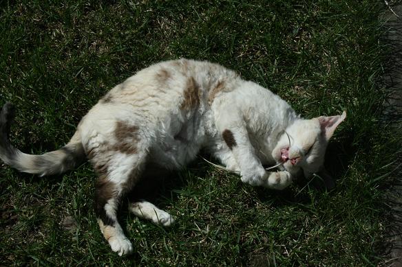 Devon Rex